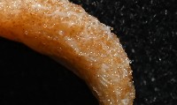 雙乳突僧頭烏賊藏品圖，第2張