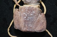 雙乳突僧頭烏賊藏品圖，第4張