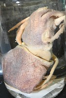 雙乳突僧頭烏賊藏品圖，第7張