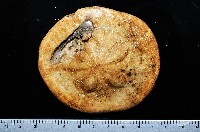 綠楯海膽藏品圖，第1張