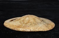 綠楯海膽藏品圖，第2張