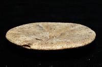 綠楯海膽藏品圖，第3張