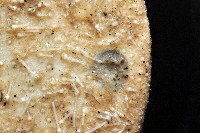 綠楯海膽藏品圖，第7張