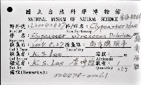 綠楯海膽藏品圖，第8張