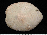大脆心形海膽藏品圖，第1張