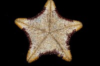糙五角海星藏品圖，第4張
