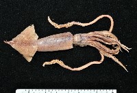 飛魷(鳥魷魚)藏品圖，第1張