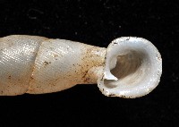 高木大傘口煙管蝸牛藏品圖，第4張