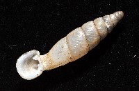 高木大傘口煙管蝸牛藏品圖，第8張