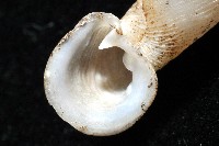 高木大傘口煙管蝸牛藏品圖，第9張