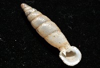 高木大傘口煙管蝸牛藏品圖，第10張