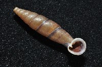 暗昏大傘口煙管蝸牛藏品圖，第7張