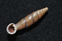 暗昏大傘口煙管蝸牛藏品圖，第8張