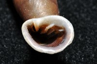 暗昏大傘口煙管蝸牛藏品圖，第9張