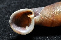 暗昏大傘口煙管蝸牛藏品圖，第10張
