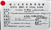 暗昏大傘口煙管蝸牛藏品圖，第11張