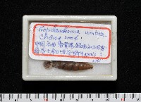 暗昏大傘口煙管蝸牛藏品圖，第12張