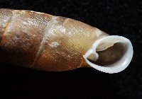 利稻煙管蝸牛藏品圖，第2張
