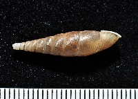 利稻煙管蝸牛藏品圖，第7張