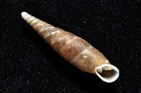 利稻煙管蝸牛藏品圖，第9張