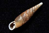 利稻煙管蝸牛藏品圖，第10張