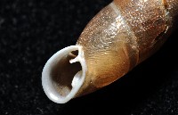 利稻煙管蝸牛藏品圖，第11張