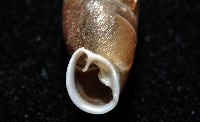 利稻煙管蝸牛藏品圖，第12張