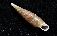 利稻煙管蝸牛藏品圖，第14張