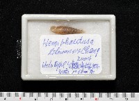 利稻煙管蝸牛藏品圖，第16張