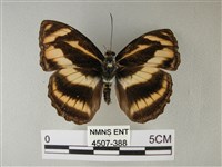 雙色帶蛺蝶藏品圖，第1張