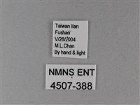 雙色帶蛺蝶藏品圖，第3張