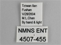 圓翅紫斑蝶藏品圖，第3張