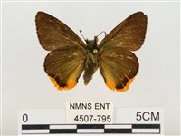 褐翅綠弄蝶藏品圖，第1張