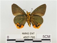 褐翅綠弄蝶藏品圖，第2張