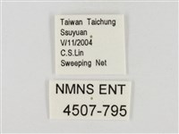 褐翅綠弄蝶藏品圖，第3張