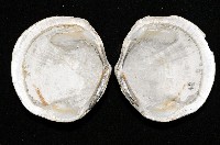 台灣滿月蛤藏品圖，第3張