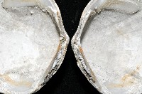 台灣滿月蛤藏品圖，第4張