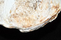 新種巨齒滿月蛤藏品圖，第4張