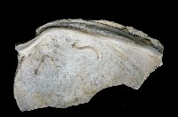 新種巨齒滿月蛤藏品圖，第3張