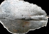 新種巨齒滿月蛤藏品圖，第4張