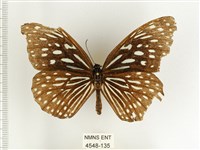 小紋青斑蝶藏品圖，第1張