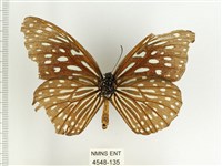 小紋青斑蝶藏品圖，第2張