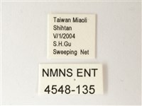 小紋青斑蝶藏品圖，第3張