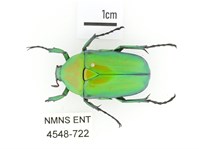 金艷騷金龜藏品圖，第1張