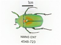 臺灣綠騷金龜藏品圖，第1張