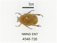 銅點花金龜藏品圖，第1張