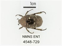 東方白點花金龜藏品圖，第1張