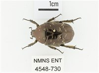 東方白點花金龜藏品圖，第1張