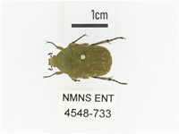 銅點花金龜藏品圖，第1張