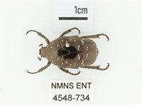 東方白點花金龜藏品圖，第1張